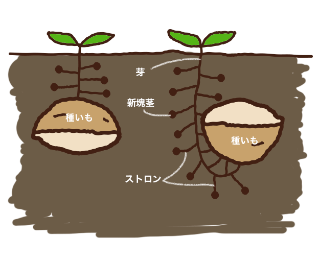 鳥取のおいしい有機野菜 TREE&NORF 有機じゃがいも（メークイン）を定植中