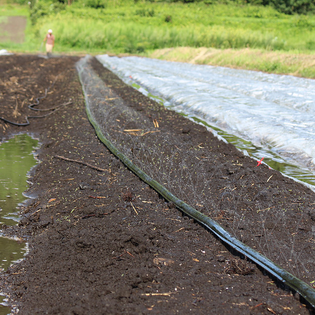鳥取のおいしい野菜 TREE&NORF 秋に向けての土壌改良作業　太陽熱養生処理