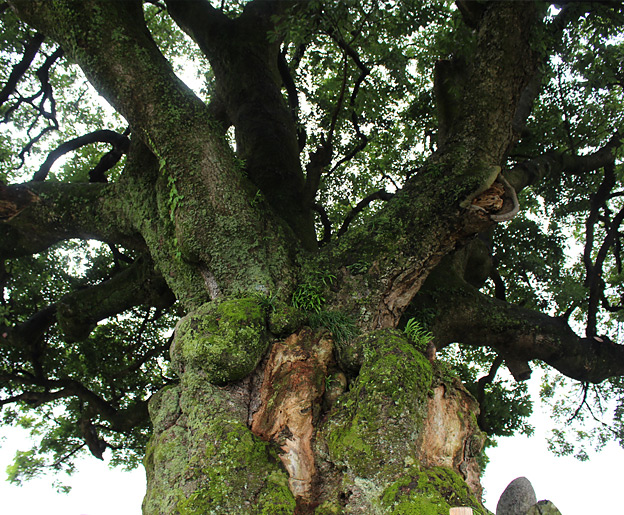 鳥取のおいしい野菜 TREE&NORF 鳥取市気高町の大タブの木