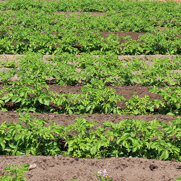 鳥取のおいしい有機野菜 TREE&NORF / 本当に儲かる農業を目指す。BLOF理論による野菜栽培 / 2016年 じゃがいも栽培-経過報告 3〜5月