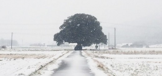 鳥取のおいしい有機野菜TREE&NORF/雪化粧したほ場