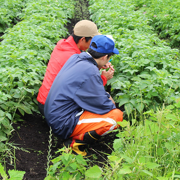 鳥取のおいしい有機野菜 TREE&NORF 北大生の農業体験