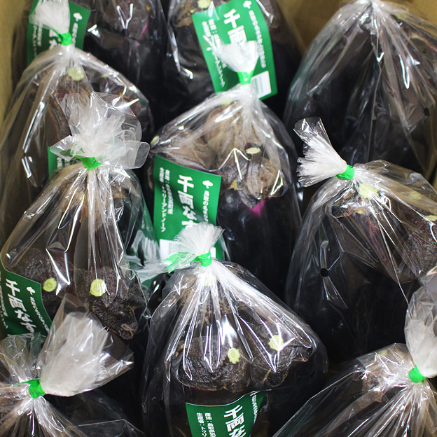 鳥取のおいしい有機野菜 TREE&NORF 千両なすの出荷が始まりました