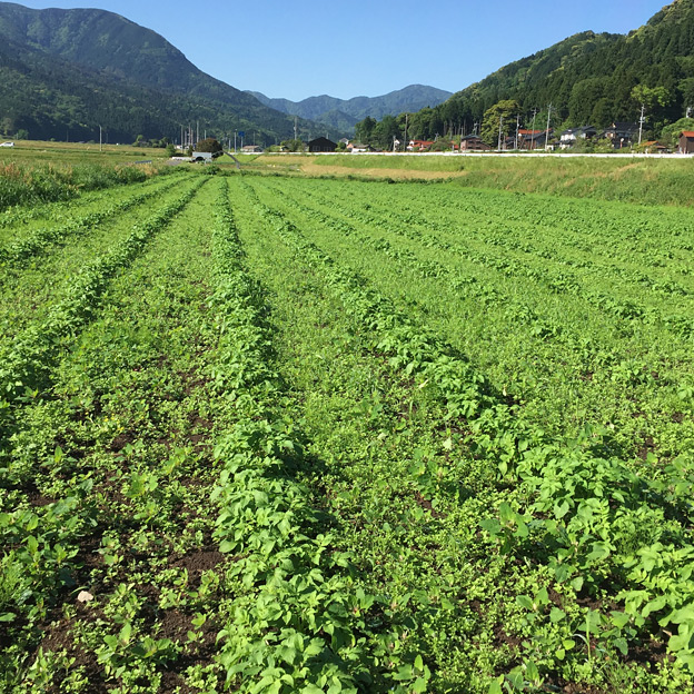 鳥取のおいしい有機野菜 TREE&NORF / 本当に儲かる農業を目指す。BLOF理論による野菜栽培 / 2016年 じゃがいも栽培-経過報告 3〜5月