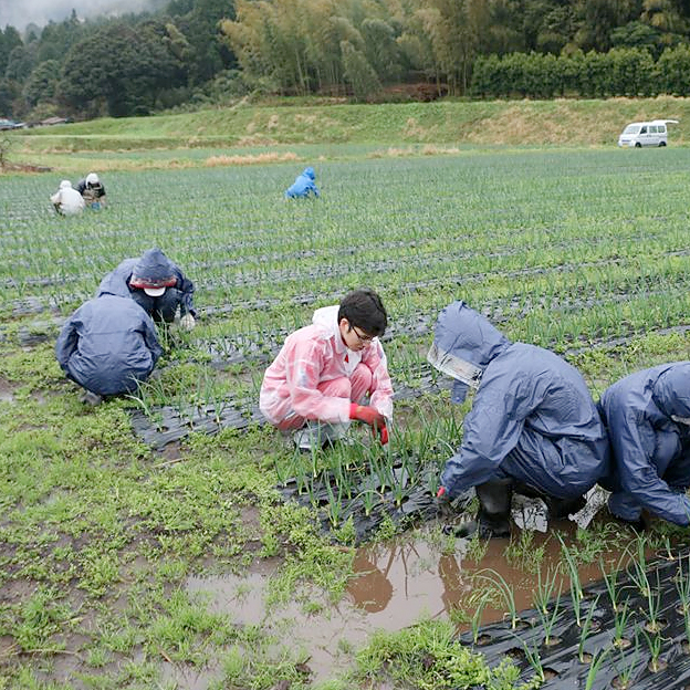 鳥取の野菜TREE&NORF/新入社員の農業研修