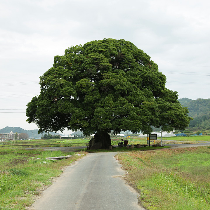 鳥取のおいしい有機野菜 TREE&NORF 鳥取県気高町の大タブの木